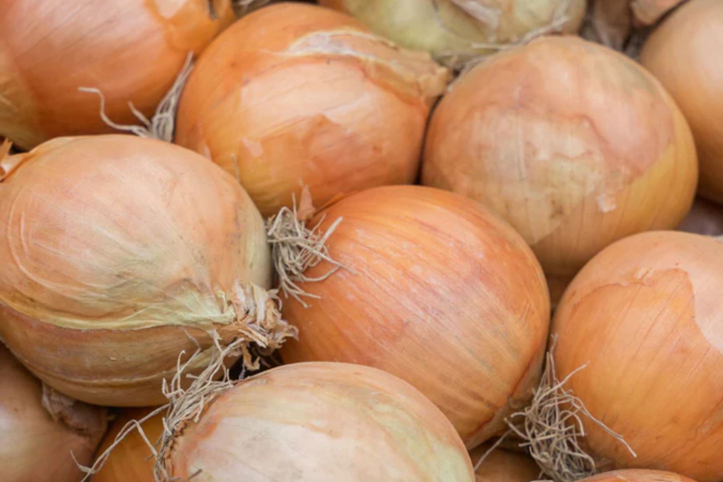 250mg Onion Sweet Spanish Colorado #6 Seeds Allium cepa | Mild Globe Onion, Non-GMO, Large Bulbs, Ideal for Fresh and Culinary Use