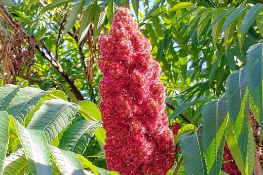 1 Staghorn Sumac Tree (Rhus typhina) - Live Bare Root Plant 10"-12"