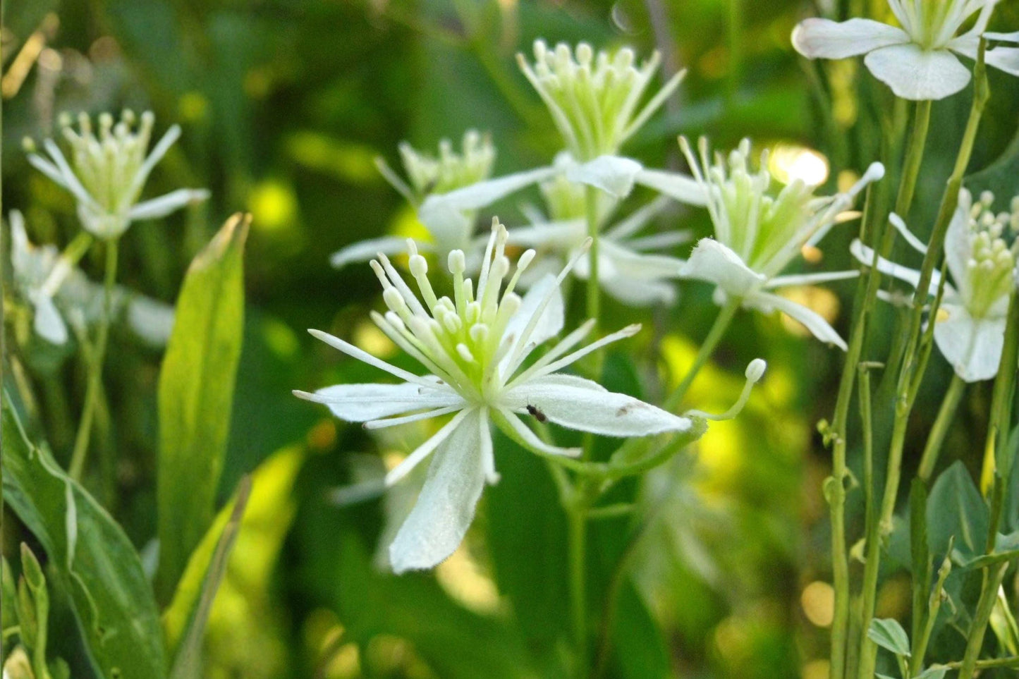50 Virgins Bower Seeds – Clematis virginiana – Native Flowering Vine – Pollinator Plant