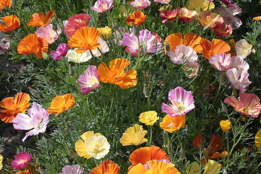 Ballerina Mix California Poppy Seeds | Multicolor Blooms | Drought Tolerant | Attracts Pollinators | 55 Days |