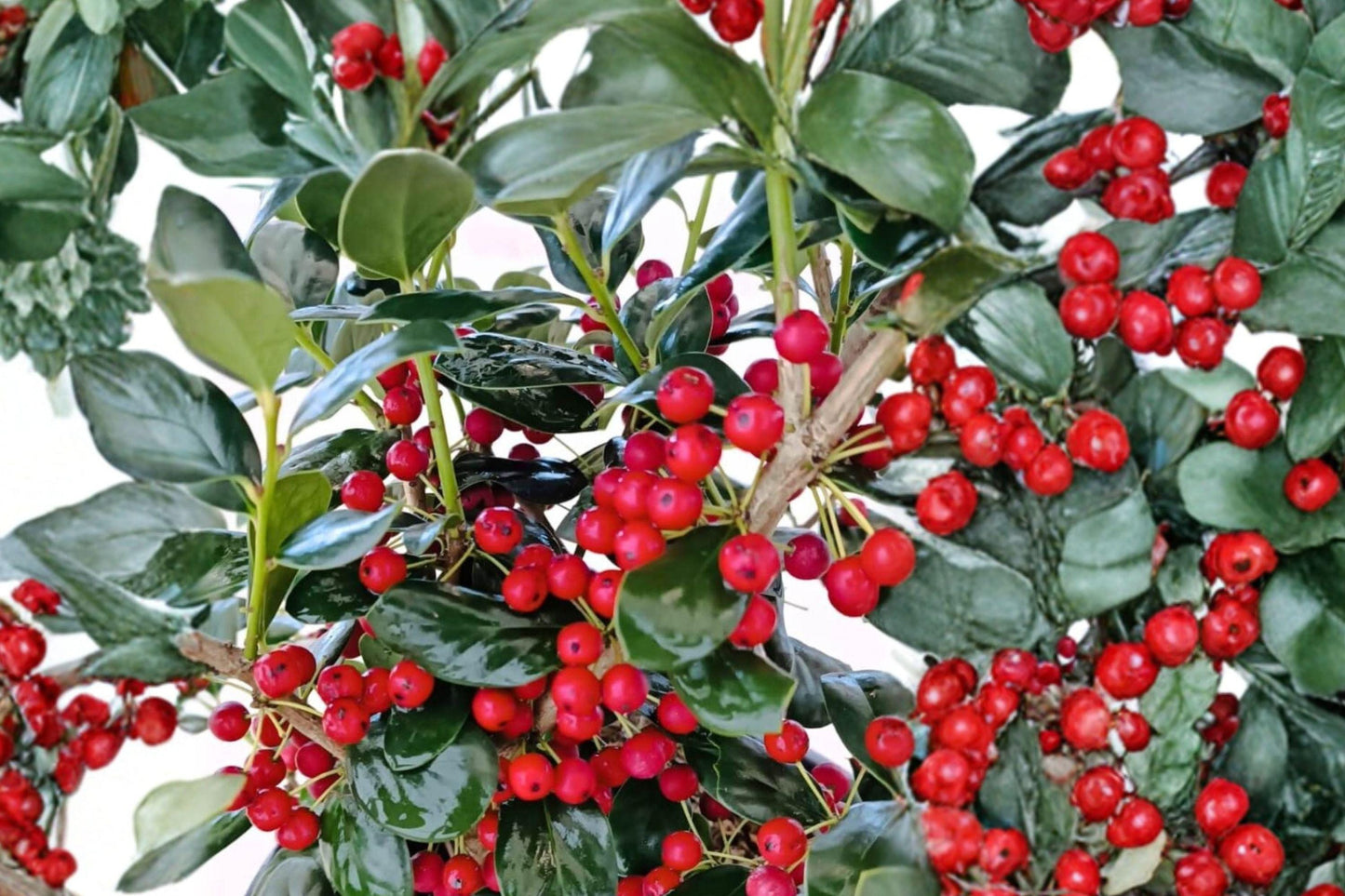 25 Kurogane Holly Seeds – Ilex rotunda – Round Leaf Holly – Evergreen Ornamental Tree