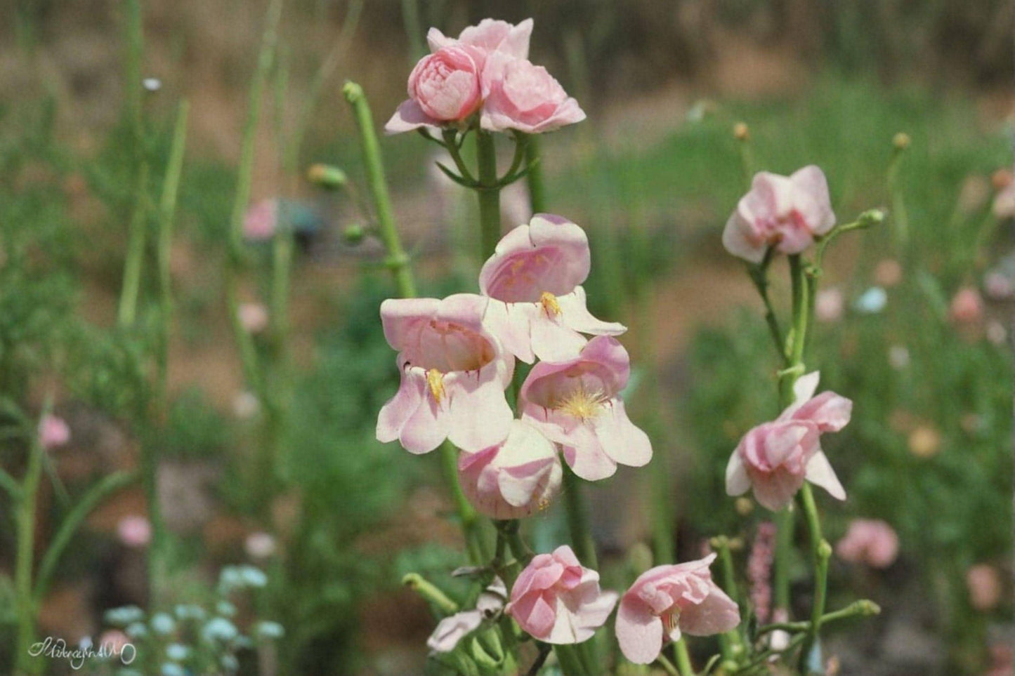 100 mg Penstemon palmeri Seeds – Scented Beardtongue Wildflower for Pollinator & Drought-Tolerant Gardens