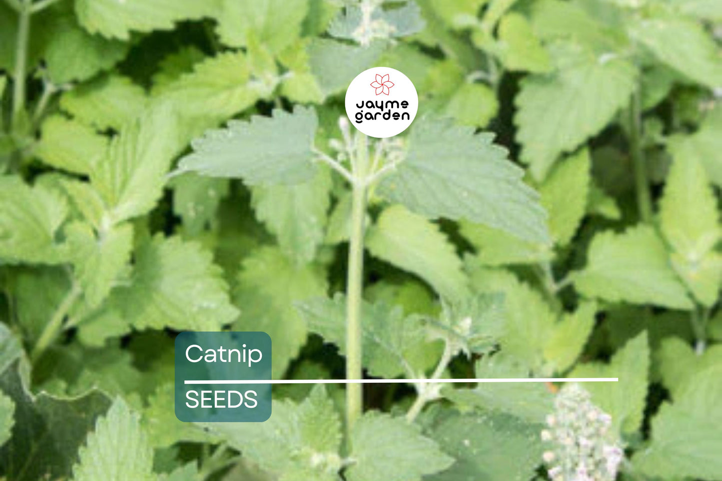 Catnip Seeds | 2,000 Heirloom Seeds | Non-GMO | Attracts Cats & Bees | Zones 3-9 | Free Shipping | Culinary & Tea Use