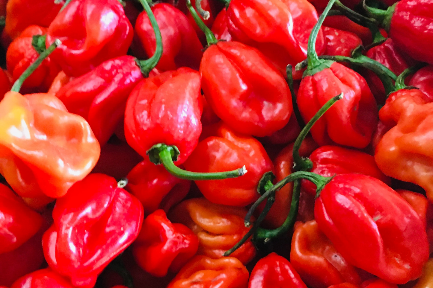 250mg Habanero Caribbean Red Hot Pepper Seeds Capsicum chinense | Spicy, High Yield, Non-GMO, Perfect for Salsas, Sauces, and Gardening