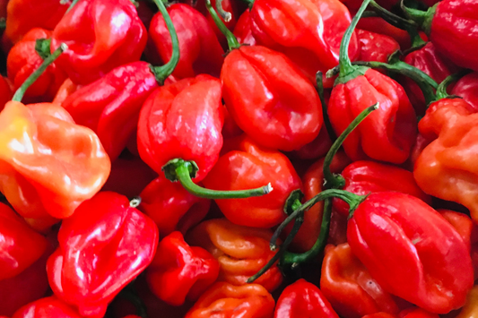 250mg Habanero Caribbean Red Hot Pepper Seeds Capsicum chinense | Spicy, High Yield, Non-GMO, Perfect for Salsas, Sauces, and Gardening