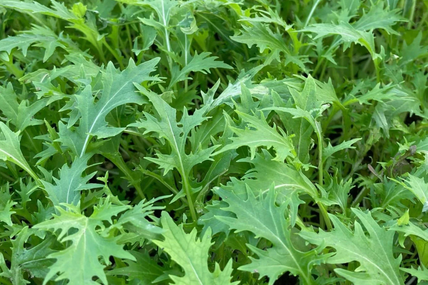 500mg Mizuna Spinach Early Seeds Brassica rapa | Nutritious, Fast-Growing, Mild Flavor, Non-GMO, Edible Greens for Salad