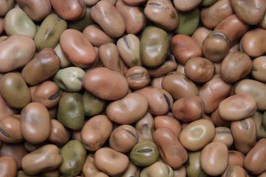 5g Fava Bean Seeds Vicia faba | Heirloom Broad Beans for Planting | Nutritious Cool-Season Vegetable