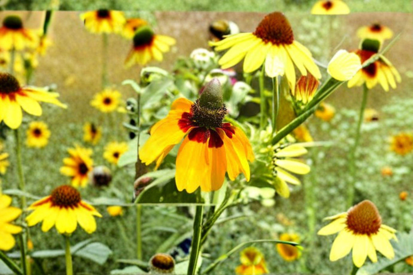100 Seeds Dracopis amplexicaulis — Clasping Coneflower, Native Wildflower for Pollinator & Meadow Gardens
