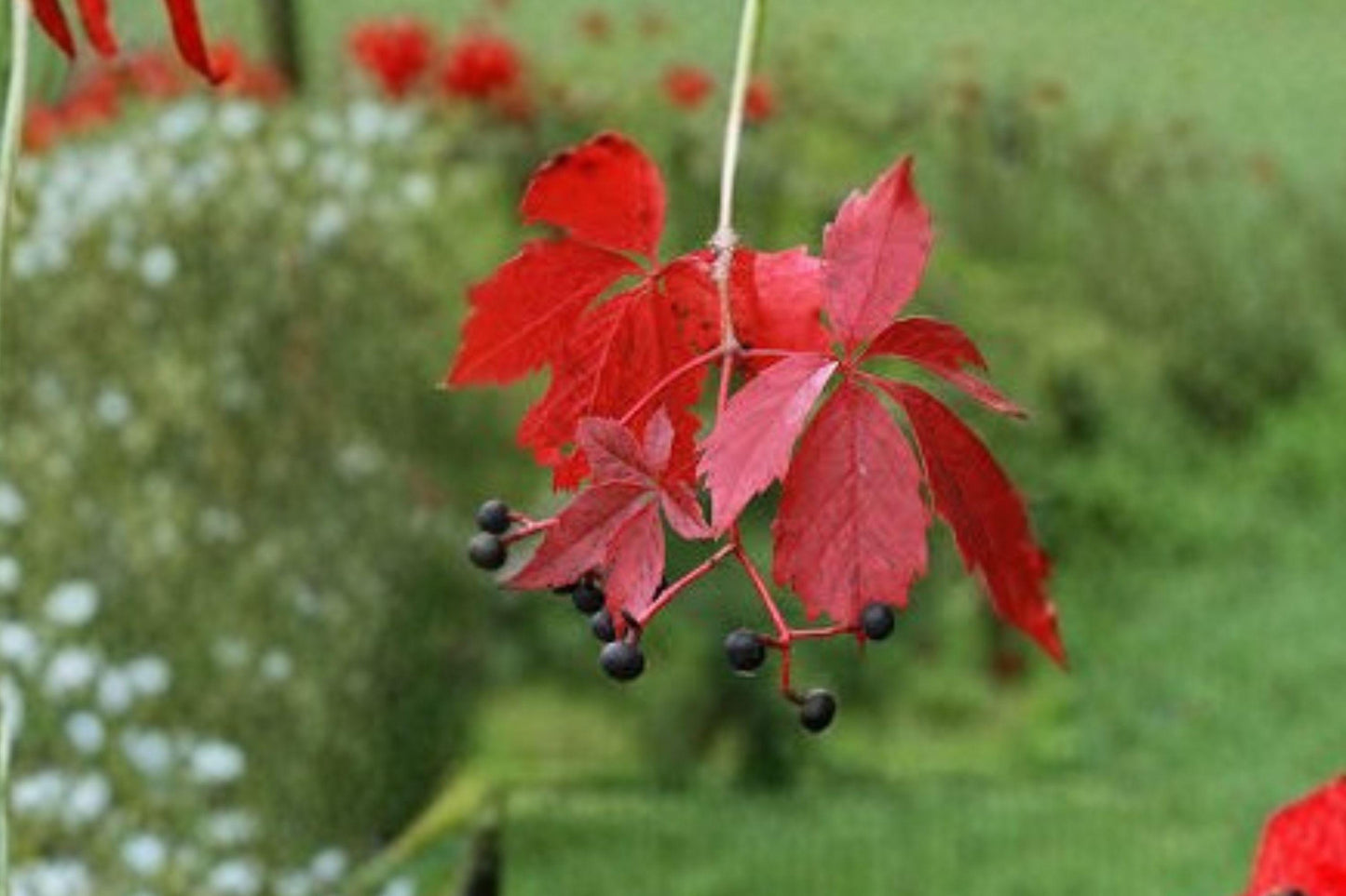 10 Virginia Creeper Seeds – Parthenocissus quinquefolia – Native Climbing Vine