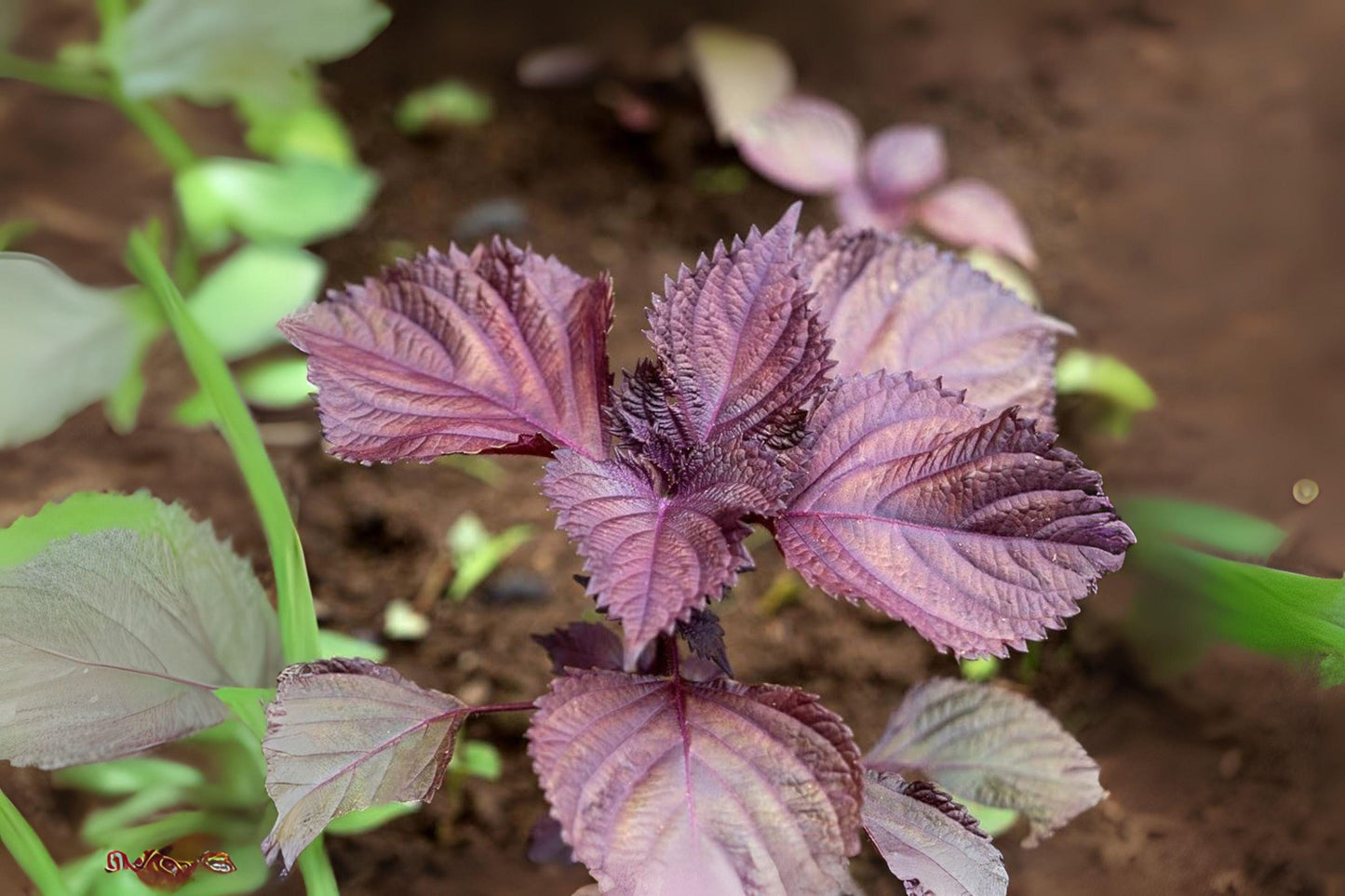Red Aka Shiso Herb Seeds: Asian Culinary Perilla - 100 Seeds