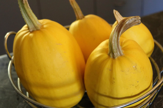 1g Vegetable Spaghetti Winter Squash Seeds Cucurbita pepo | Non-GMO, Low-Carb Pasta Alternative, Easy to Grow, High Yield, Heirloom Variety