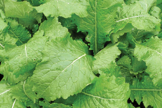 1g Turnip Seven Top Seeds Brassica rapa | Leafy Greens, Heirloom, Non-GMO, Nutritious, Fast Growing, Perfect for Salads & Cooking