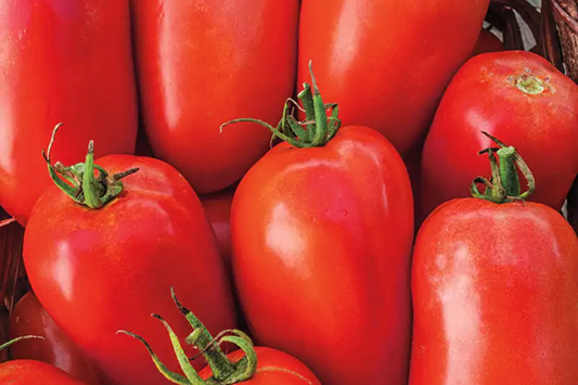 100mg Tomato Roma Seeds Solanum lycopersicum | Heirloom, Non-GMO Vegetable for Sauces, Pastes, Canning, & Robust Garden Harvests