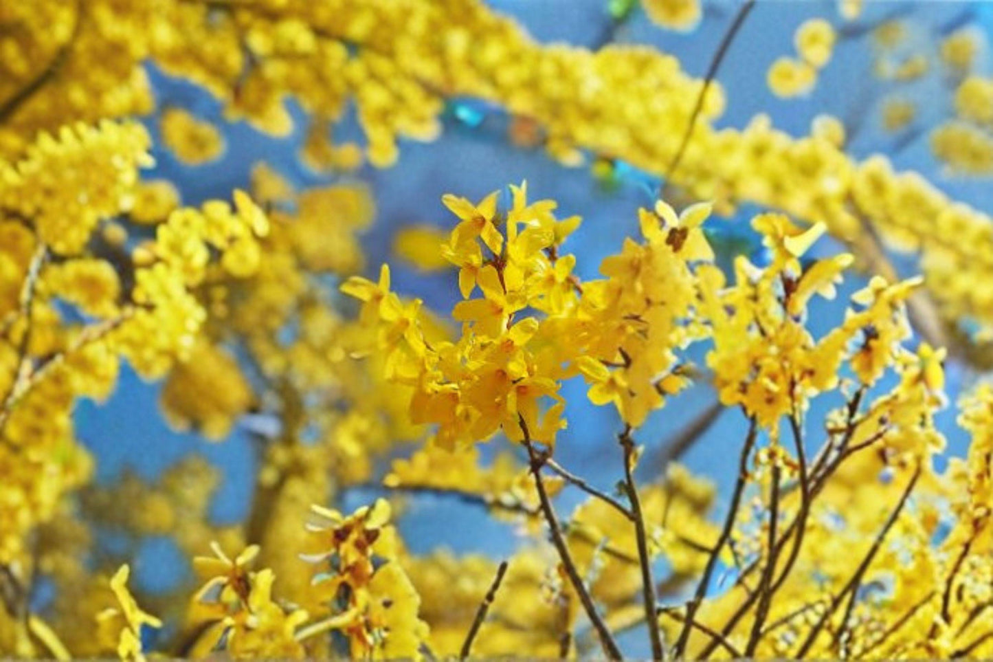 10 Weeping Forsythia Seeds – Golden Bell Ornamental Shrub