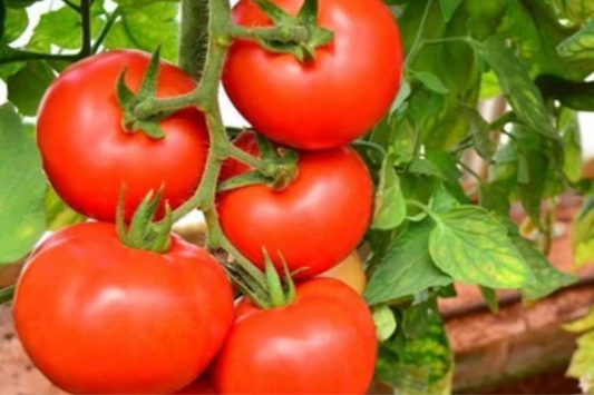 100mg Tomato Ace 55 Seeds Solanum lycopersicum | Heirloom, Low-Acid, Non-GMO Vegetable, Ideal for Salads, Sauces, and Slicing