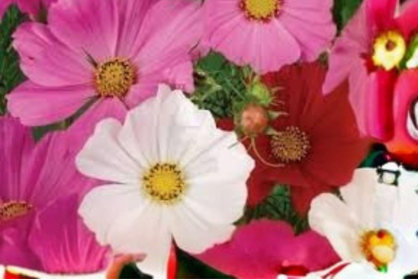500 mg Petite Mixture Cosmos Seeds – Dwarf Wildflower Blend for Pollinator & Cottage Gardens
