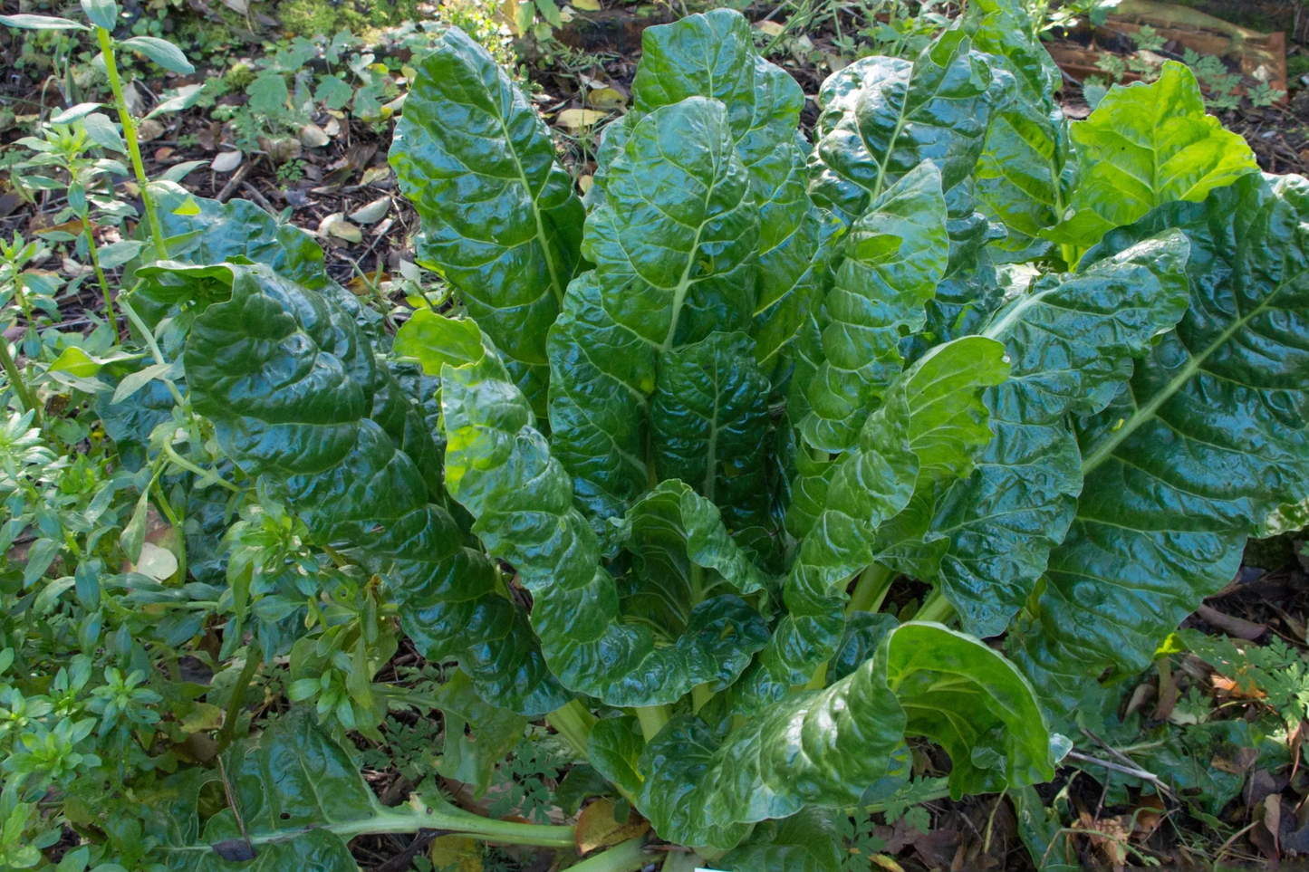 1g Swiss Chard Fordhook Seeds Beta vulgaris | Heirloom, High-Yield, Nutritious Leafy Green, Easy-Grow Vegetable Garden Essential