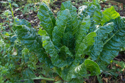 1g Swiss Chard Fordhook Seeds Beta vulgaris | Heirloom, High-Yield, Nutritious Leafy Green, Easy-Grow Vegetable Garden Essential
