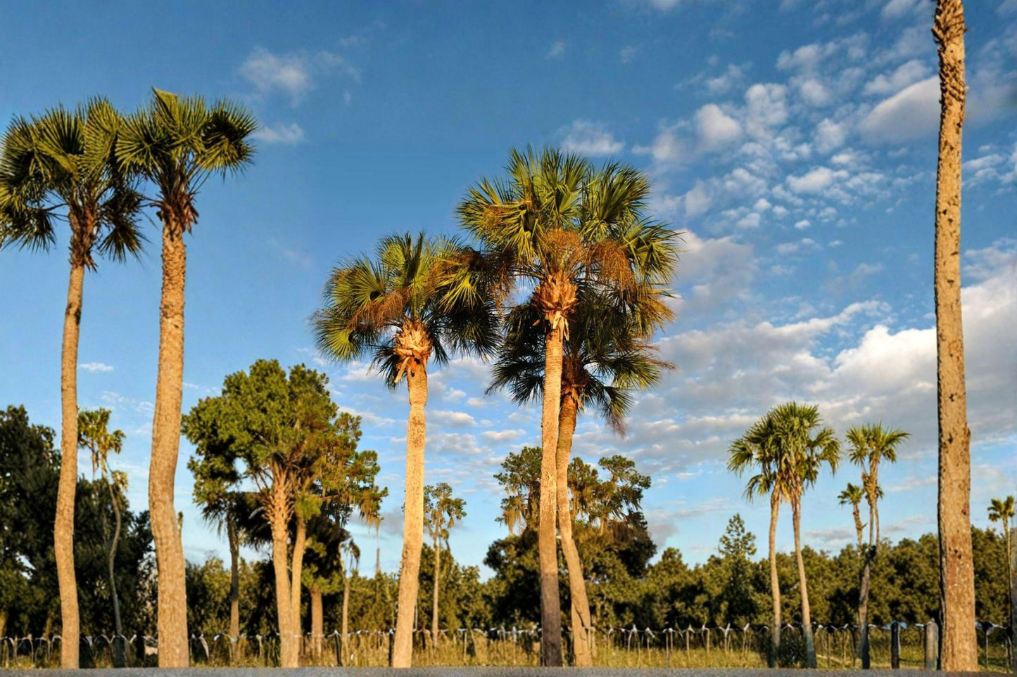 California Fan Palm Seeds - Drought Tolerant, Native Palm Tree (5 Seed