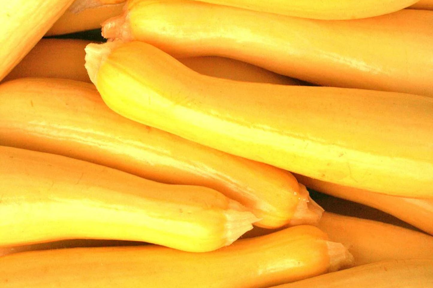 10 Seeds Early Summer Crookneck Squash Cucurbita pepo | Non-GMO, High-Yield, Easy-Grow, Yellow Summer Vegetable