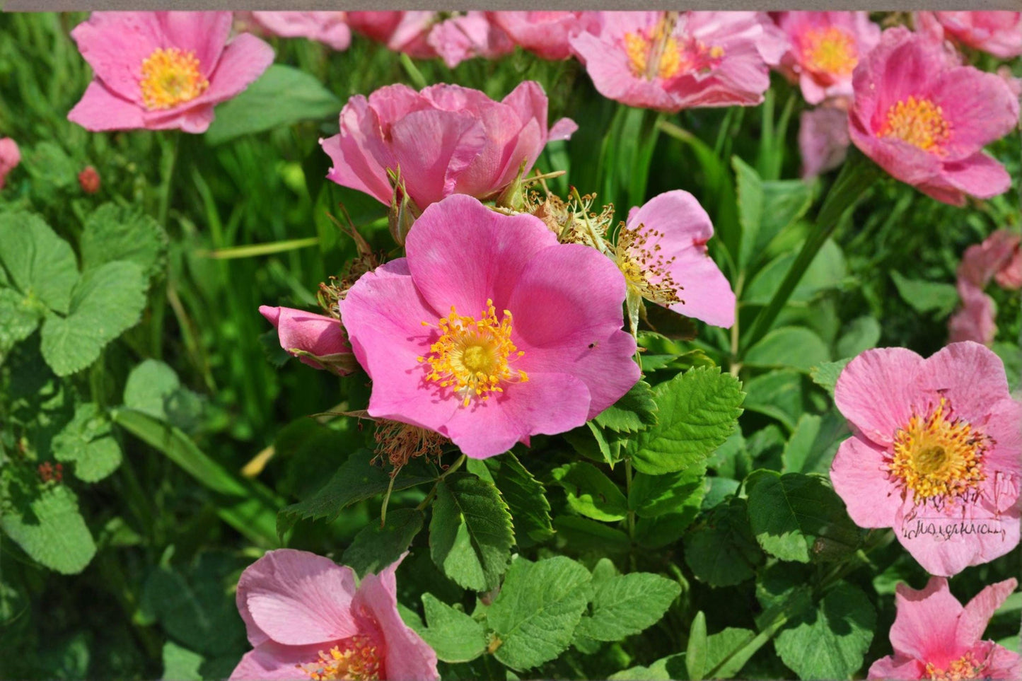 25 Rosa woodsii Seeds – Common Wild Rose – Native Prairie Shrub