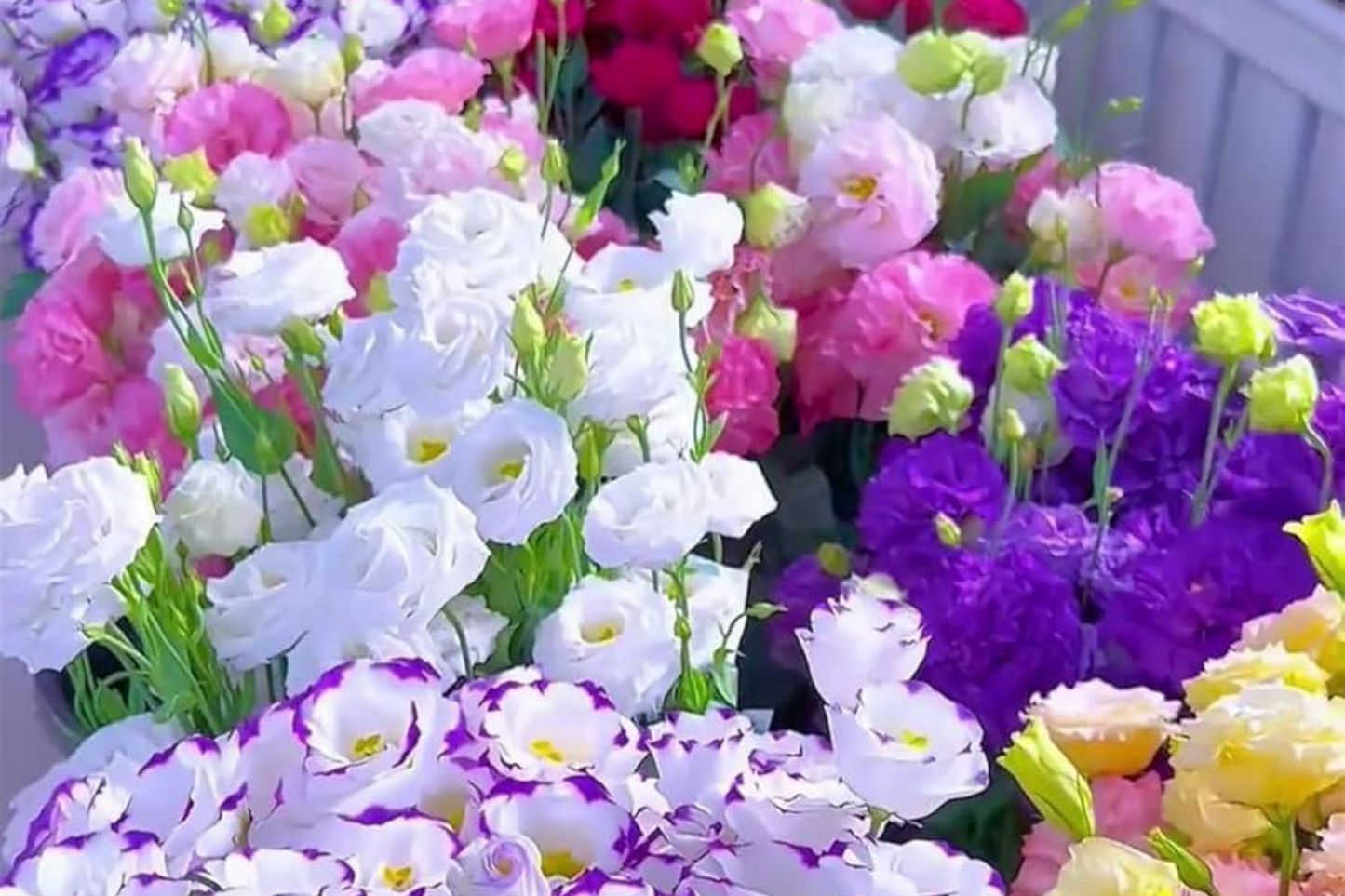 Lisianthus Seeds - 1000 Non-GMO Heirloom Flower Seeds for Garden Blooms - Eustoma grandiflorum