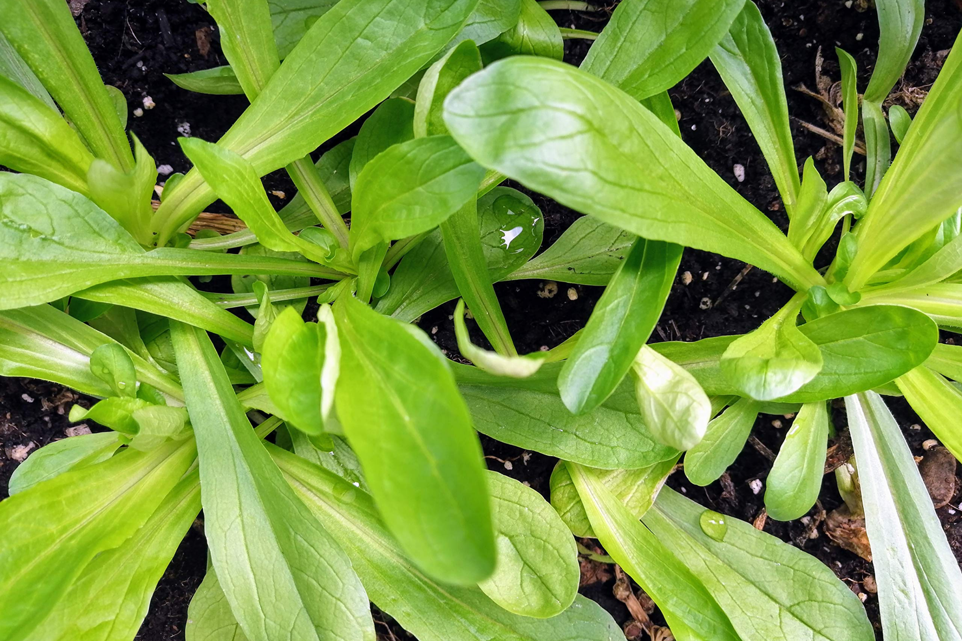 Mache Corn Salad Lettuce Seeds - Non-GMO, Heirloom Variety - Valerianella locusta - Organic Garden Planting Seeds