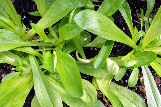 Mache Corn Salad Lettuce Seeds - Non-GMO, Heirloom Variety - Valerianella locusta - Organic Garden Planting Seeds