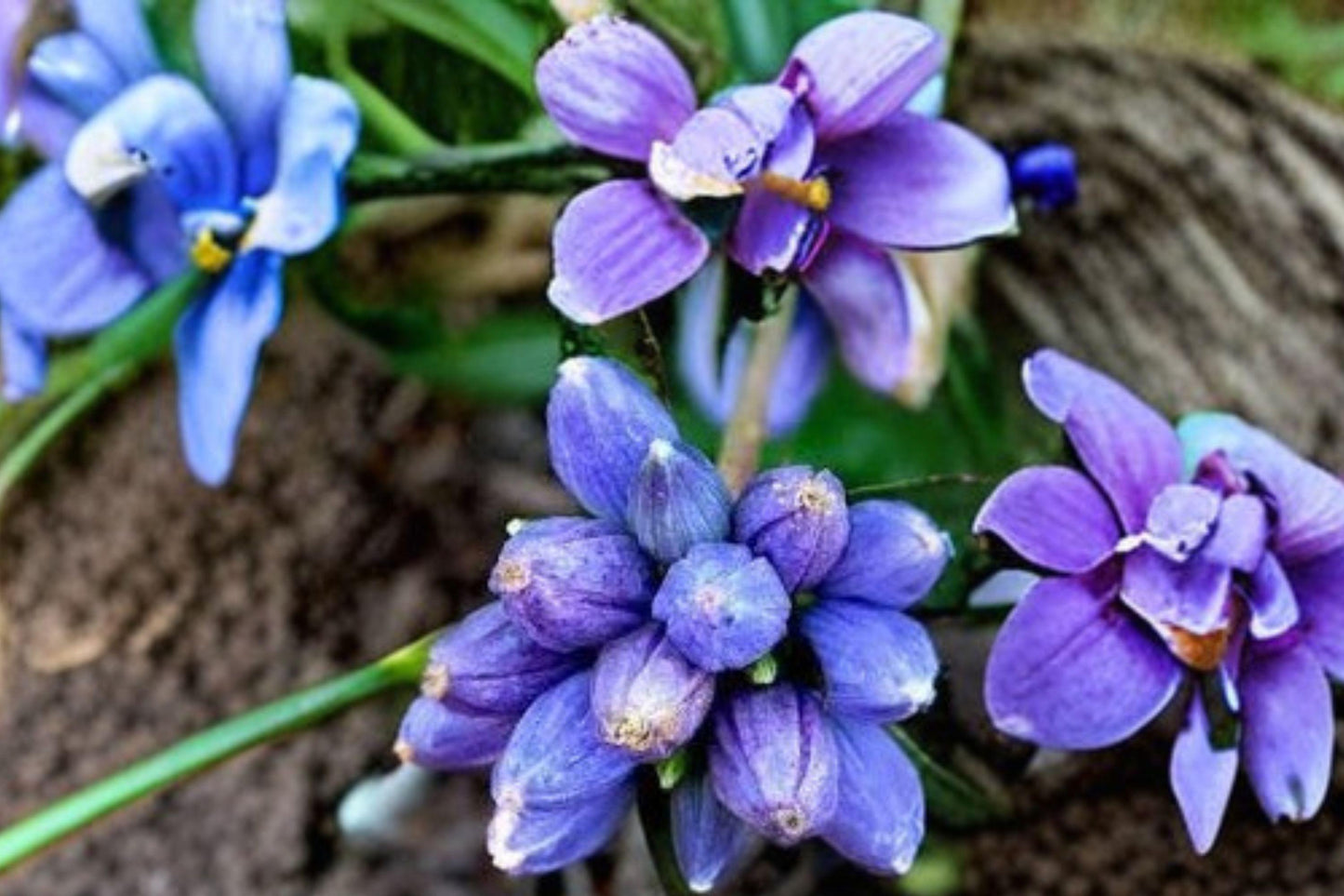 100 Bottle Gentian Seeds – Gentiana andrewsii – Native Blue Wildflower – Shade Garden