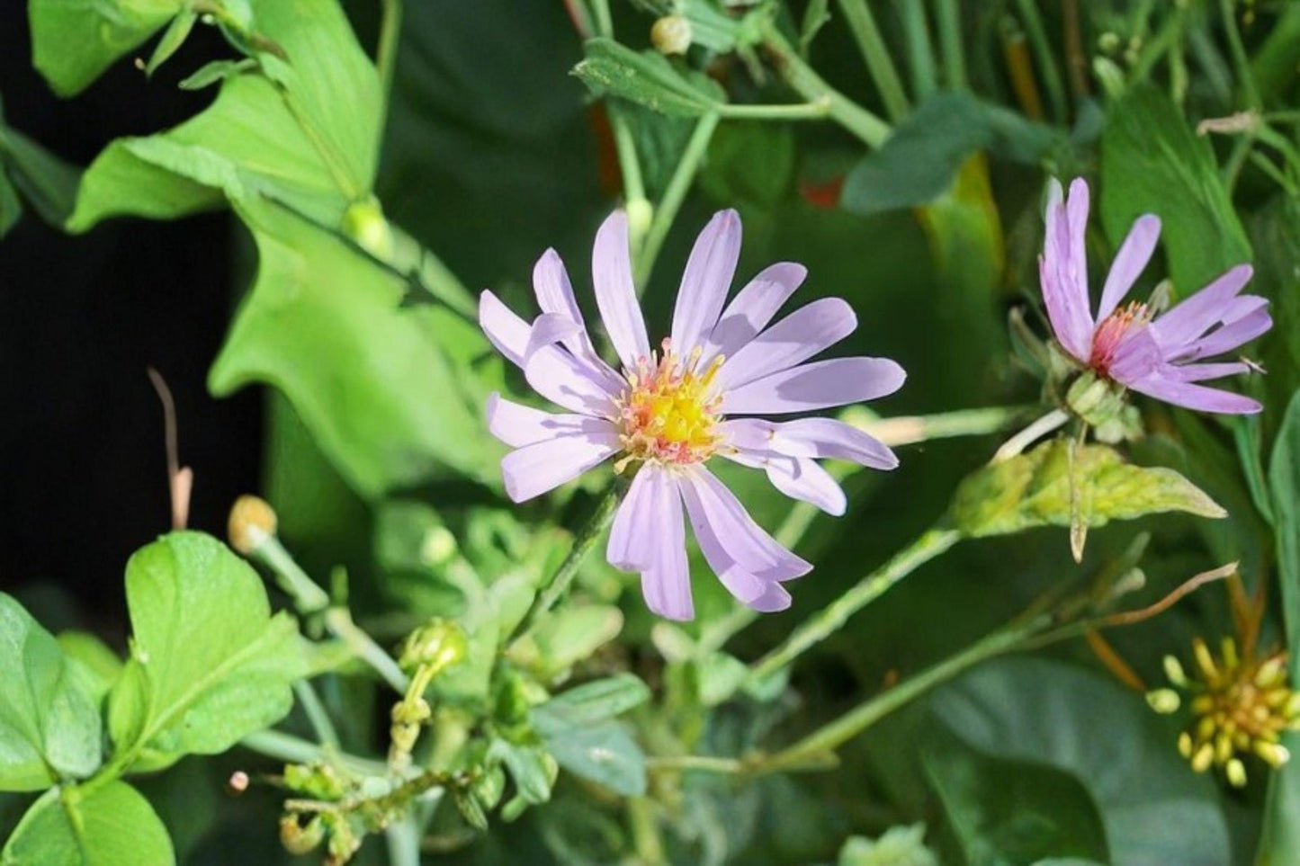 100 Shorts Aster Seeds – Symphyotrichum shortii – Native Pollinator Flower