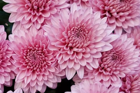 Chrysanthemum Seeds - Blush Posy Mum, 200+ Flower Seeds, Annual Flower Seeds, Ideal for Garden Planting