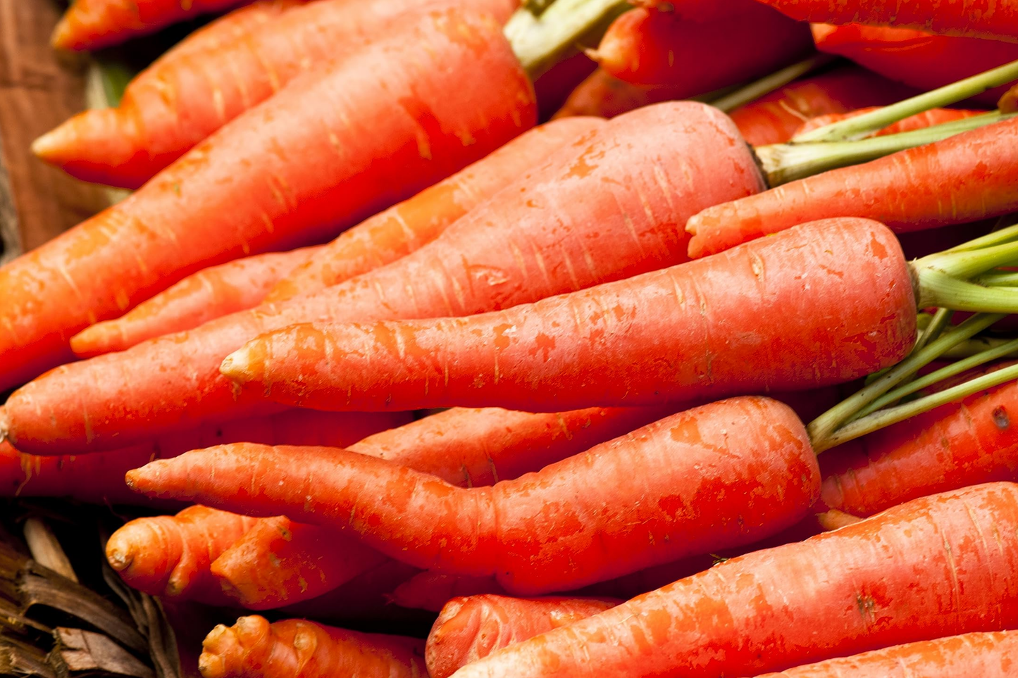 Tendersweet Carrot Seeds - 400+ Non-GMO Seeds - Daucus carota - USA Seller - Organic Gardening Supplies