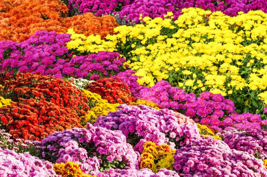 Destino Peaches Mum Chrysanthemum Seeds - 200+ Flower Seeds - Chrysanthemum morifolium