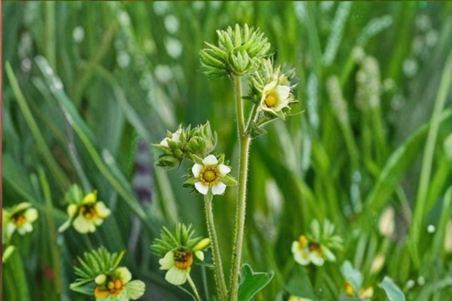 500 Prairie Cinquefoil Seeds – White Native Wildflower, Pollinator Garden
