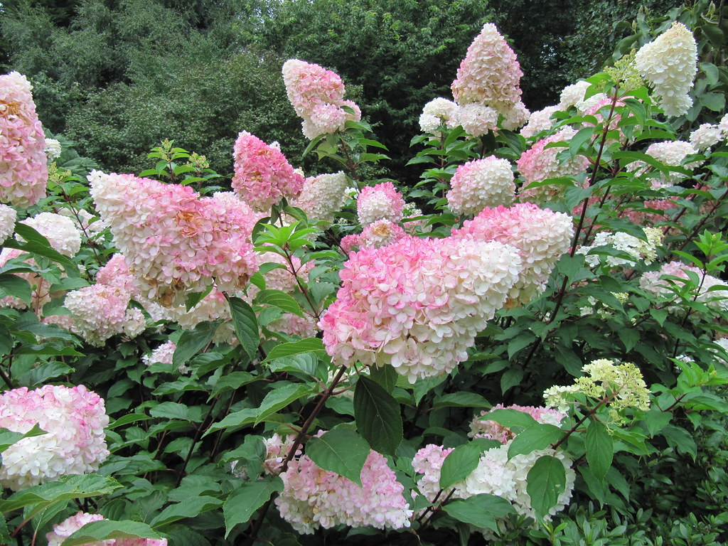Vanilla Strawberry Panicle Hydrangea 1 Live Flowering Shrub, 3 Gallon – Hydrangea paniculata ‘Renhy’