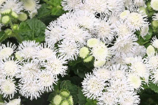 Ageratum Seeds - 150 Seeds - Passion White - Annual Flower Seeds for Garden - Ageratum houstonianum