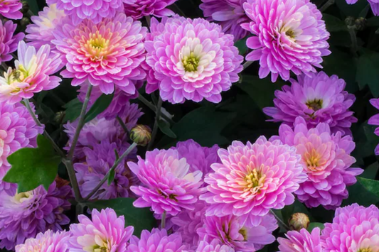 Amethyst Breeze Mum Seeds - 200+ Chrysanthemum Flower Seeds - Purple Blooming Variety - Ideal for Gardens
