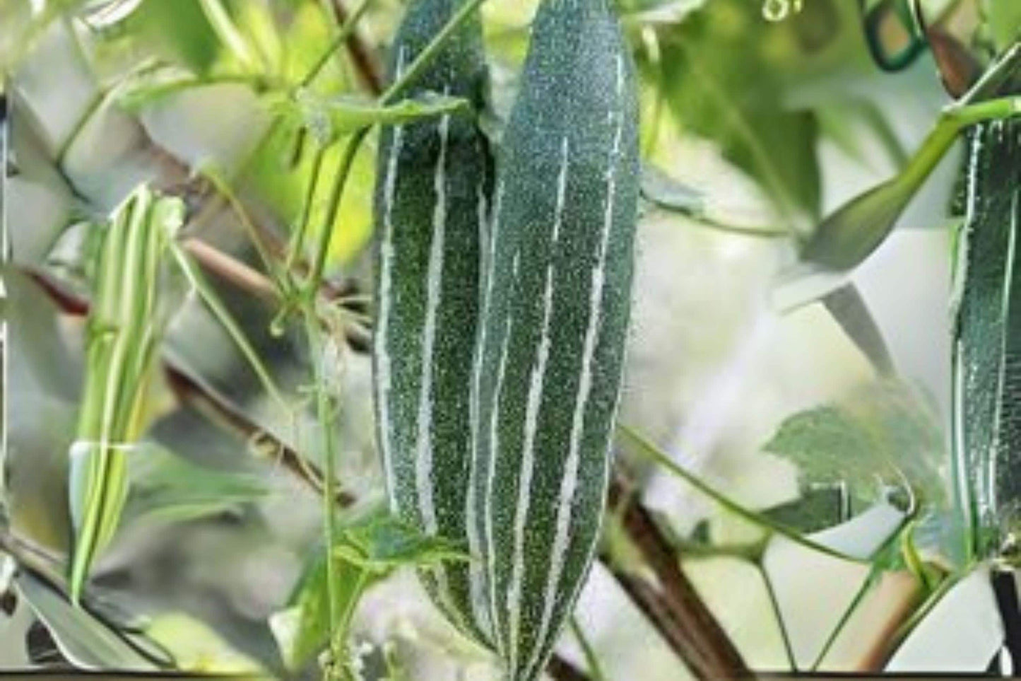 Snake Gourd Seeds: Heirloom Lagenaria Siceraria, Asian Cuisine Vine