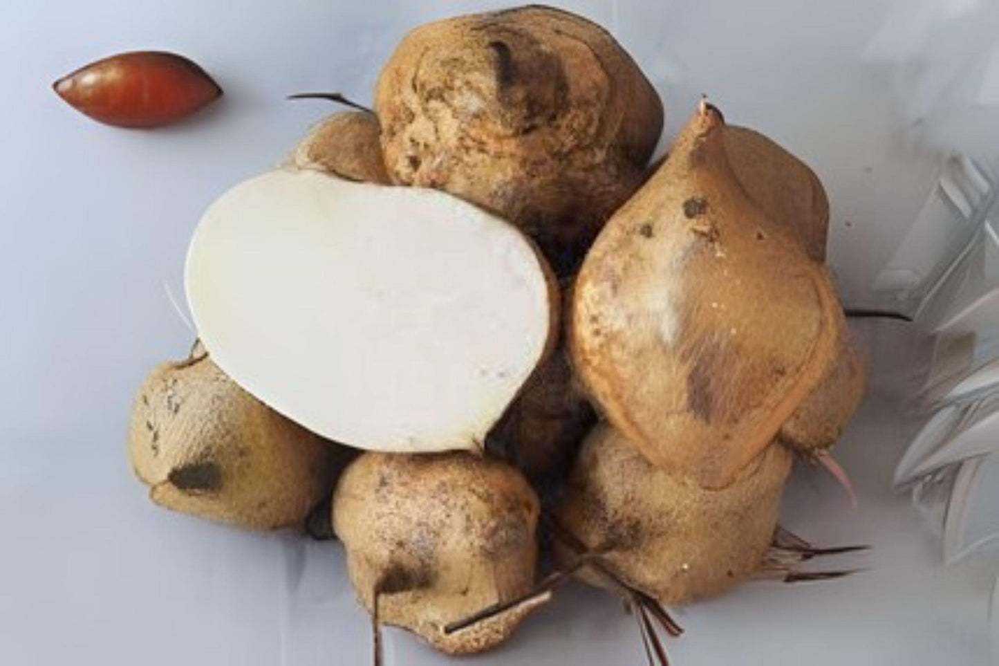 True Jicama Seeds: Heirloom Climbing Vine for Salads & Snacks (10 Seeds)