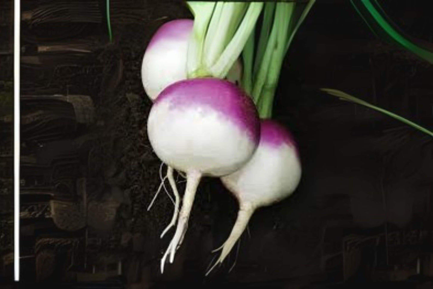 1g Seeds Turnip Purple Top White Globe | Heirloom Root Vegetable Seeds