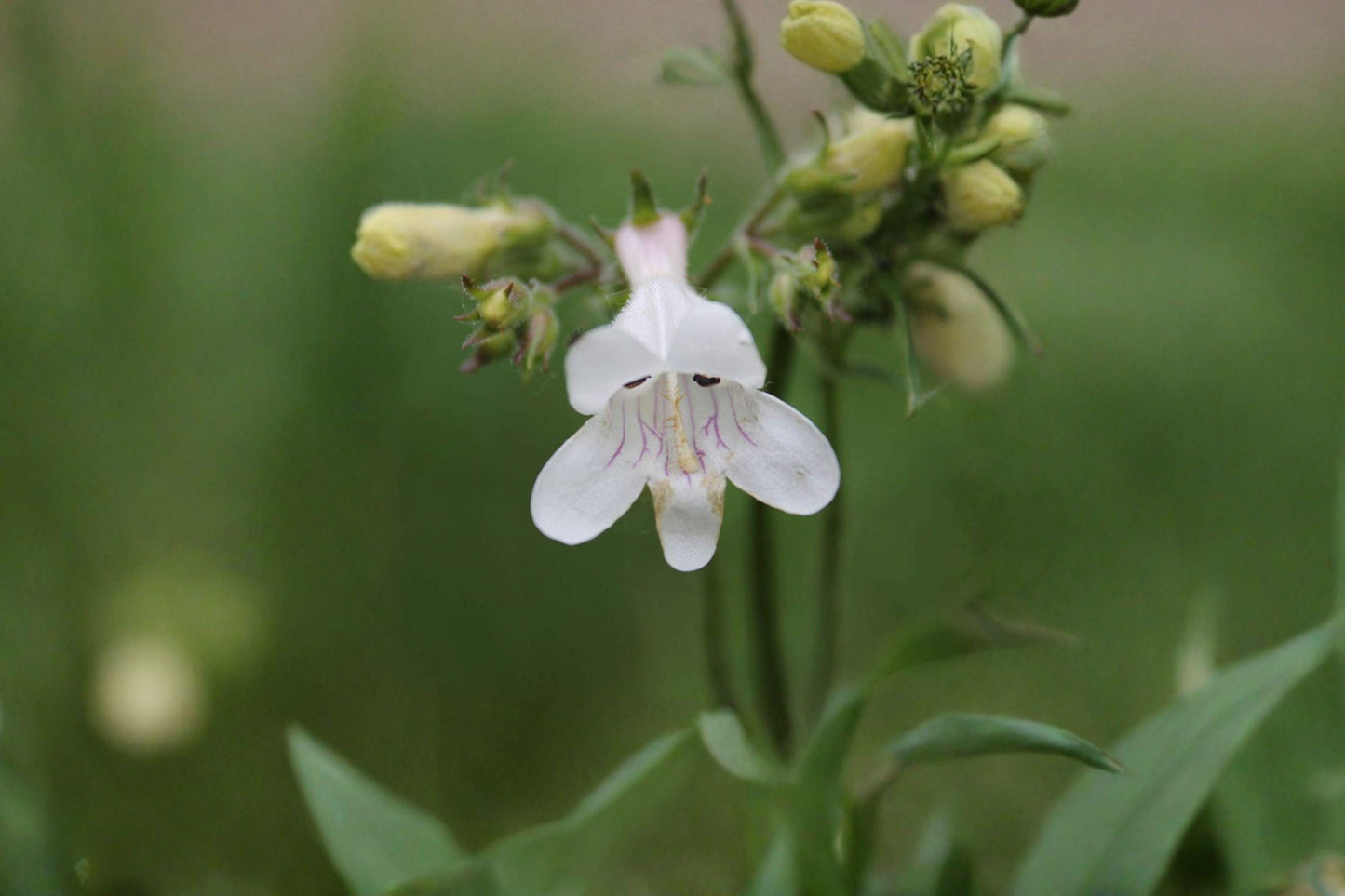 100 Pale Beardtongue Seeds – Penstemon pallidus – Native Prairie Wildflower