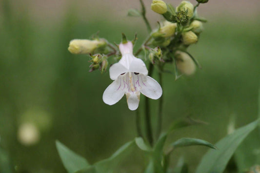 100 Pale Beardtongue Seeds – Penstemon pallidus – Native Prairie Wildflower
