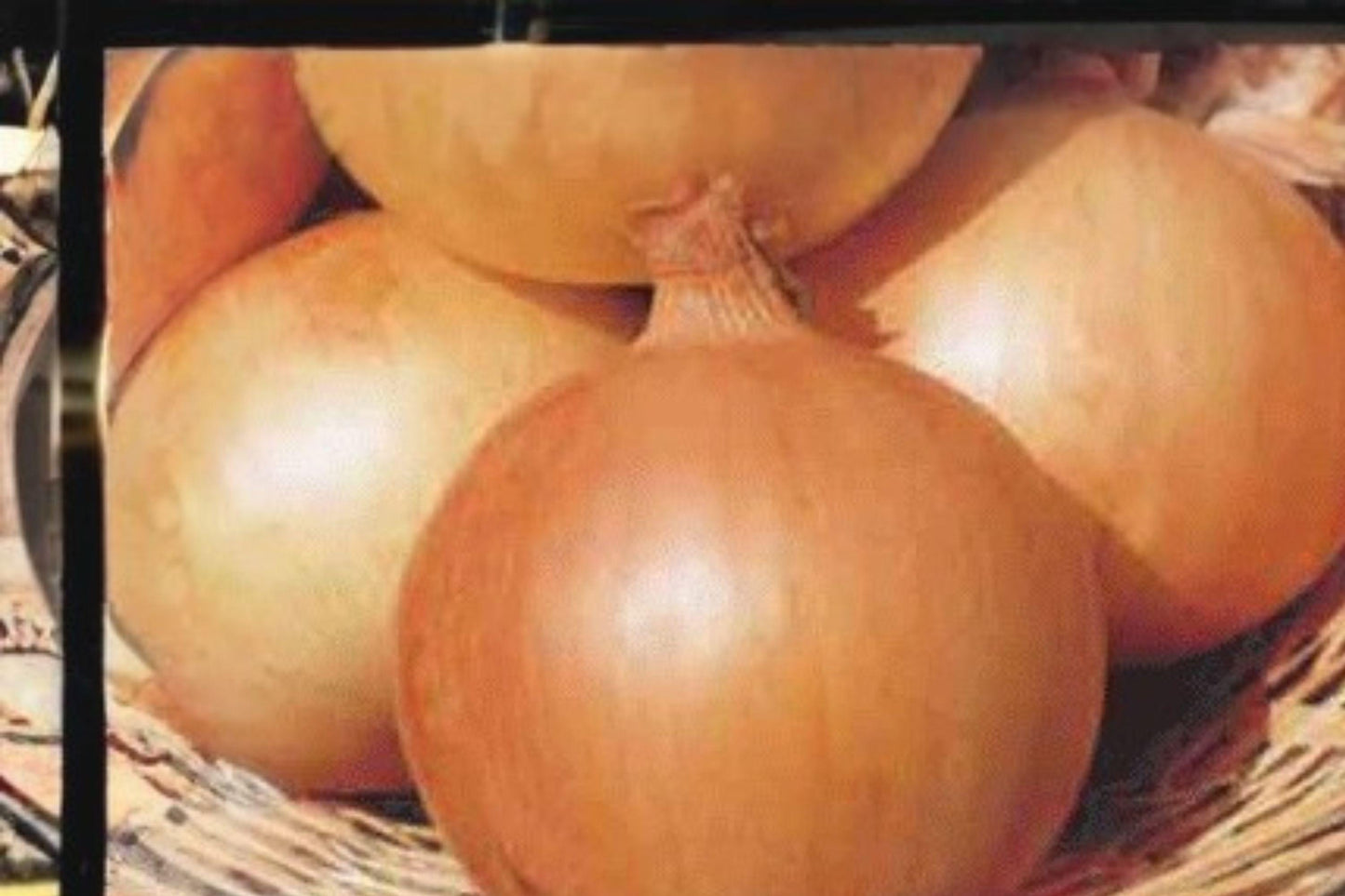 Texas Grano 502 Onion Seeds - Sweet Yellow Heirloom Variety