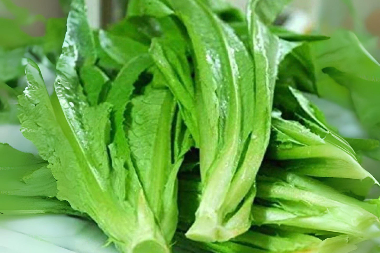 Asparagus Lettuce Yu Mai Seeds: Heirloom Asian Greens - 200 Seeds