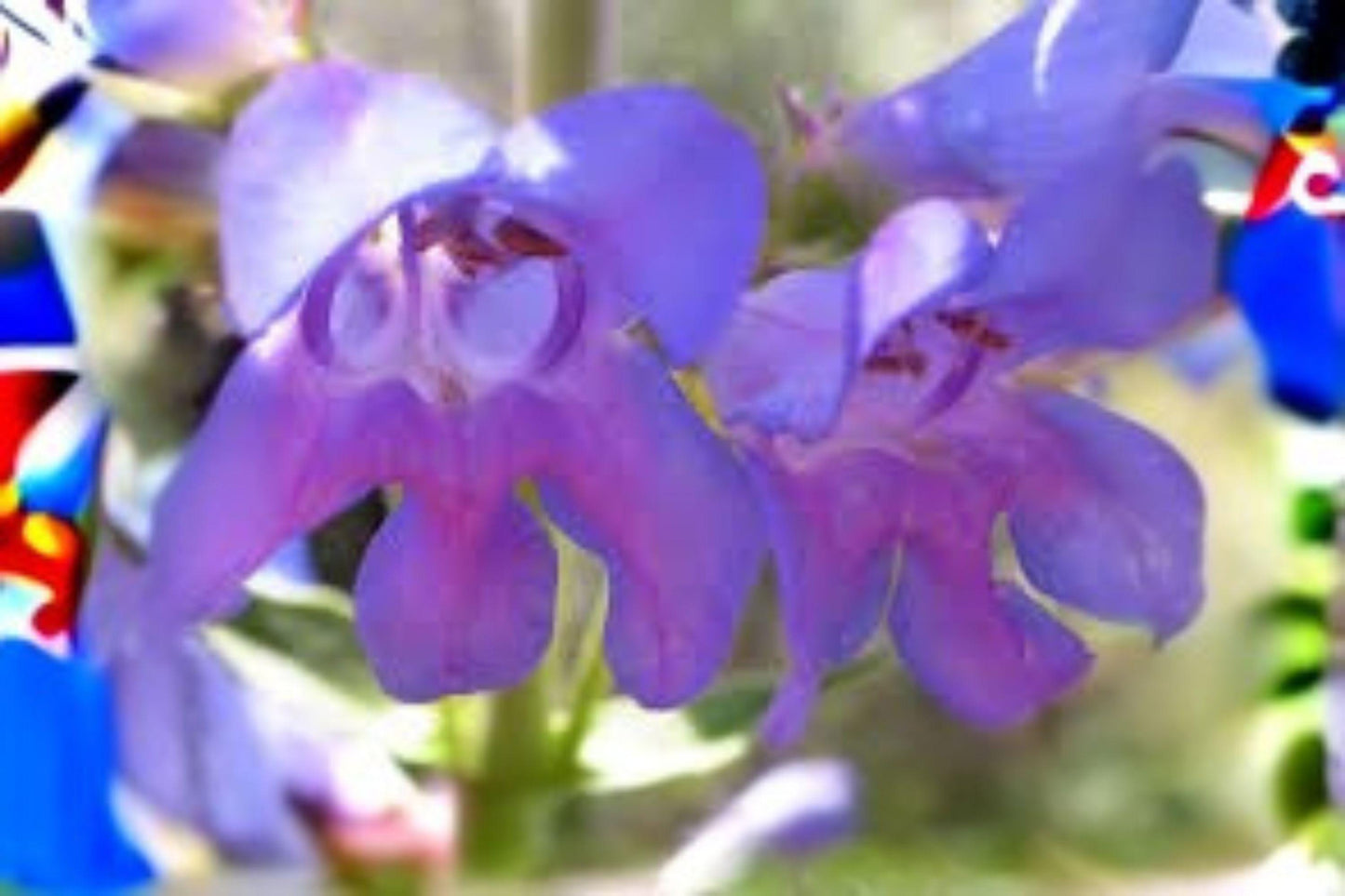 100 mg Penstemon cyaneus Seeds – Blue Beardtongue Wildflower for Pollinator and Native Garden Planting