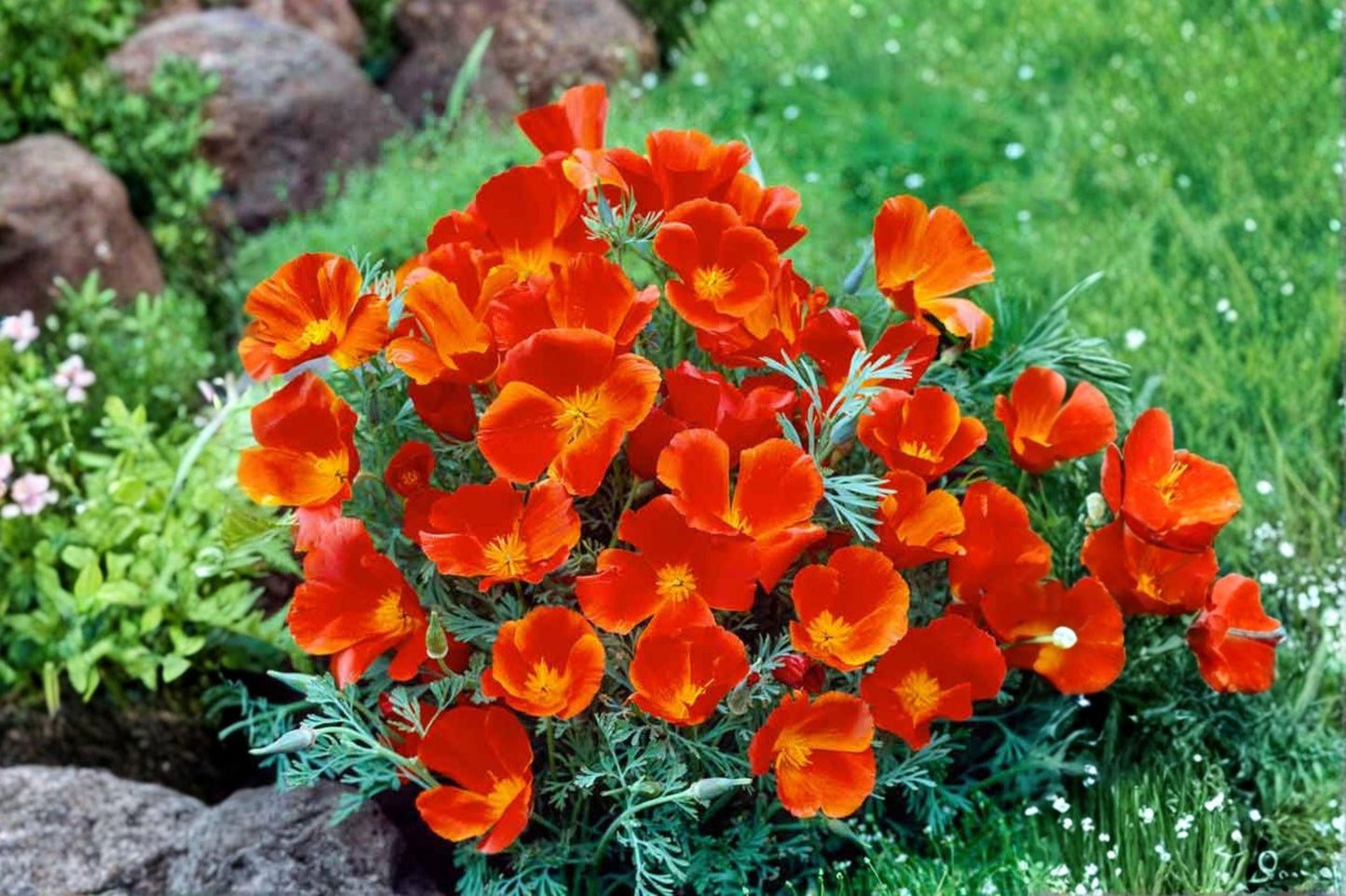 50 California Poppy Seeds – Eschscholzia californica – Native Wildflower – Drought Tolerant – Orange Blooms