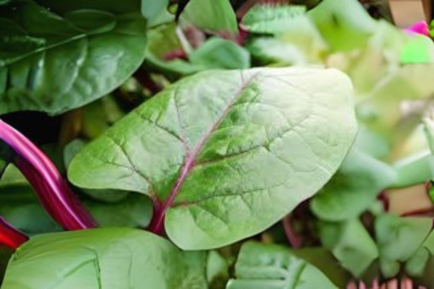 Malabar Spinach Red Stem Seeds: Heirloom Climbing Vine