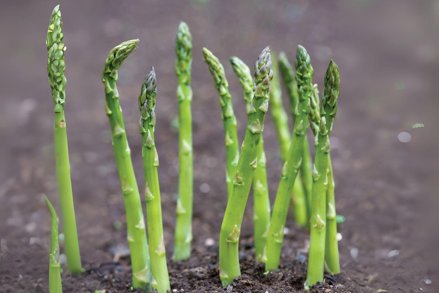 40 Asparagus Mary Washington Seeds – Heirloom Perennial Vegetable, Tender Shoots for Home Garden