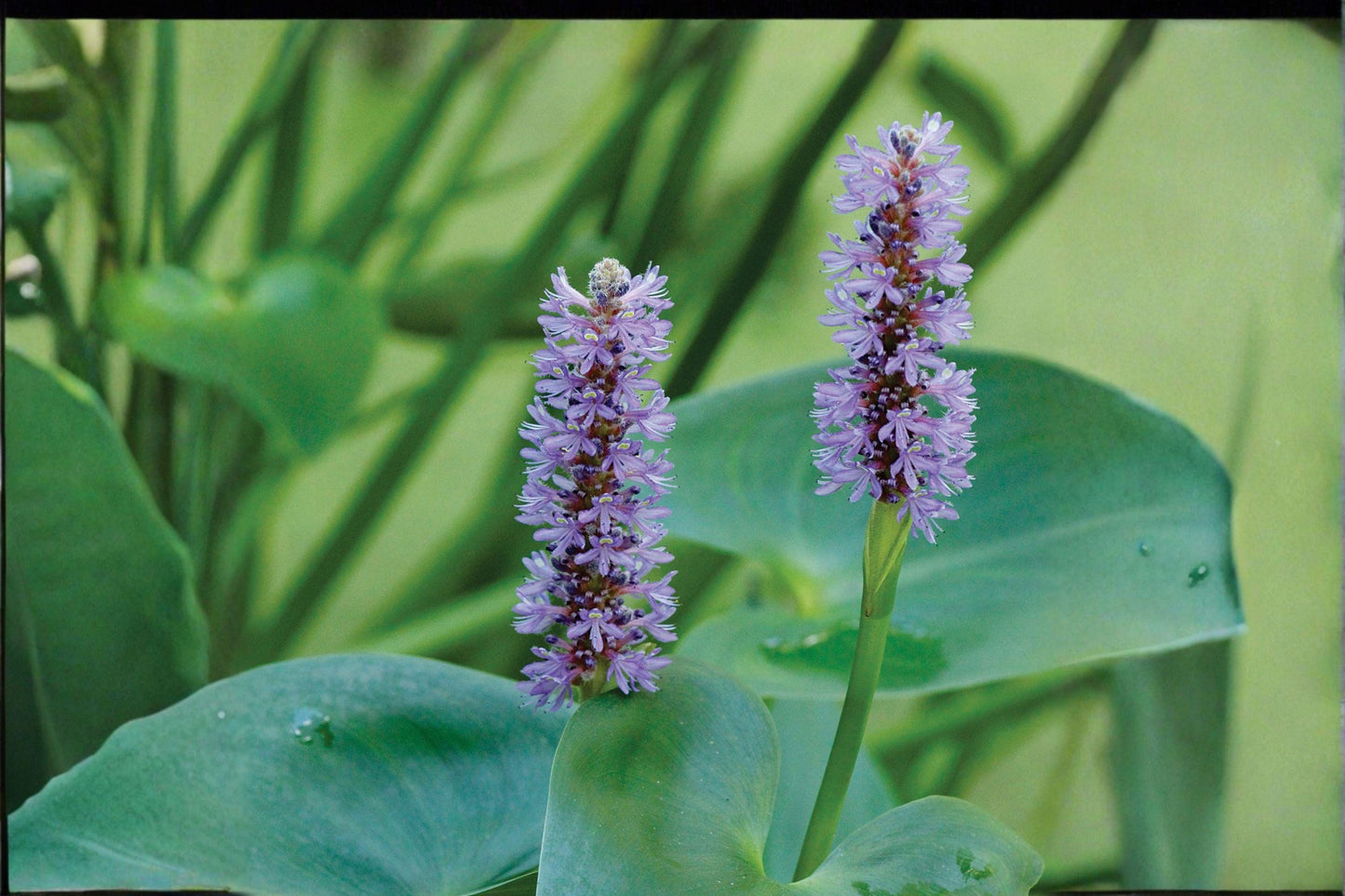 10 Pickerel Weed Seeds – Pontederia cordata – Native Aquatic Plant – Pollinator Friendly – Pond Plant