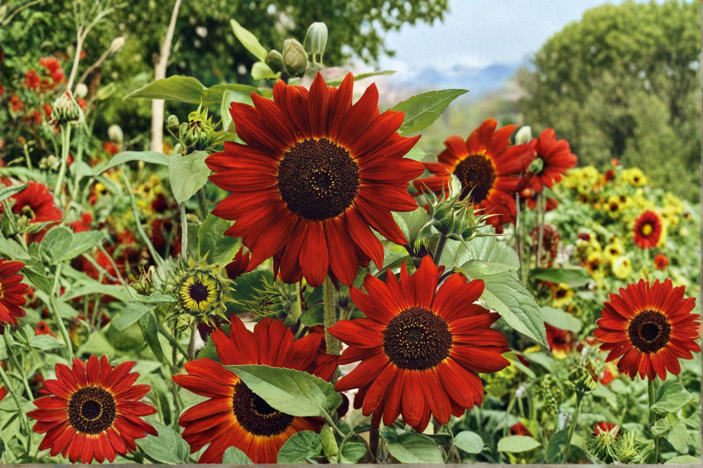 1 g Velvet Queen Sunflower Seeds – Deep Red Sunflower for Garden Borders & Pollinator Gardens